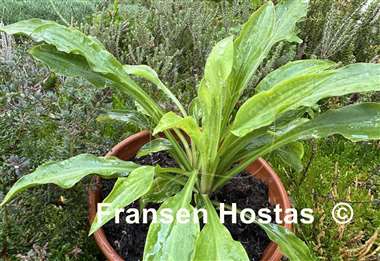 Hosta Dragon Scales